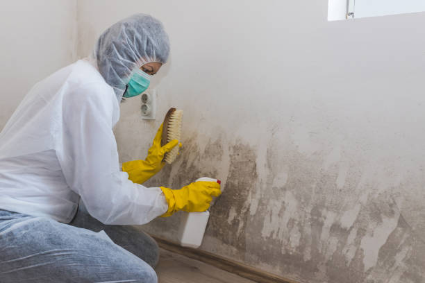 Best Toxic Mold Removal  in Sioux Falls, SD