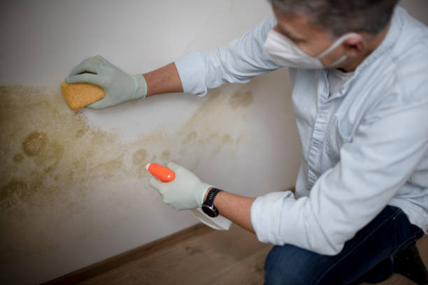 Best Residential Mold Removal  in Sioux Falls, SD