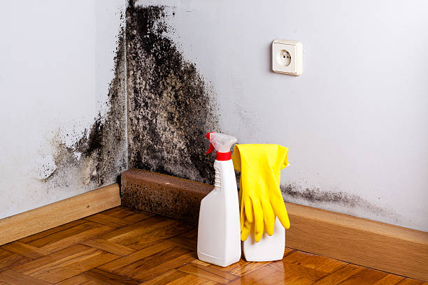 Best Fast Mold Removal  in Sioux Falls, SD