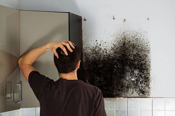 Best Black Mold Removal  in Sioux Falls, SD